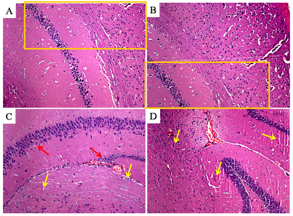 Histology guide