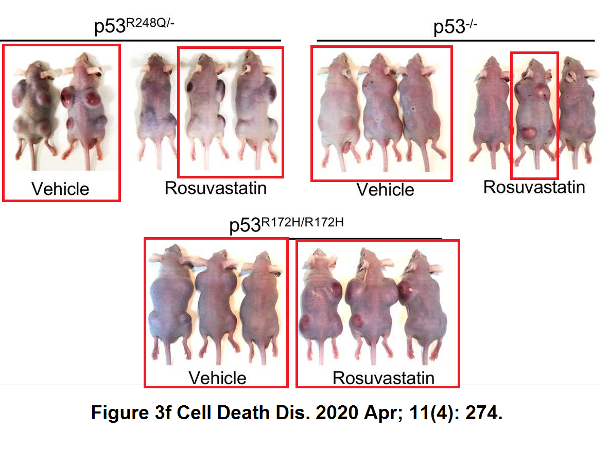 A “more humane” way to kill mice for scientific experiments