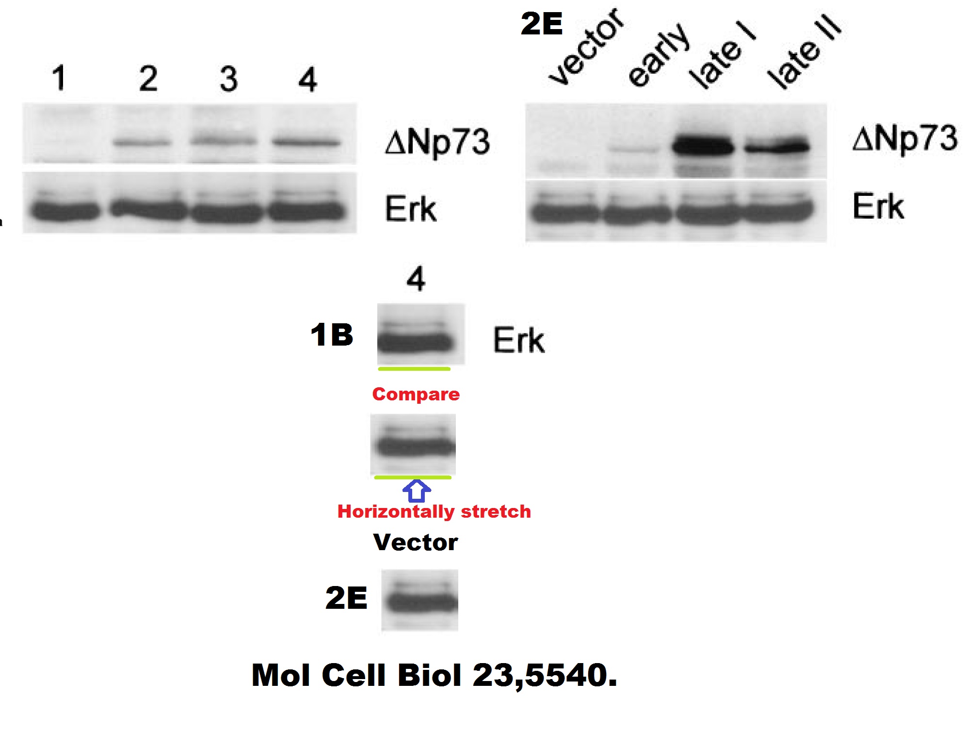 https://pubpeer.com/storage/imgur-8oLPyA3.jpg