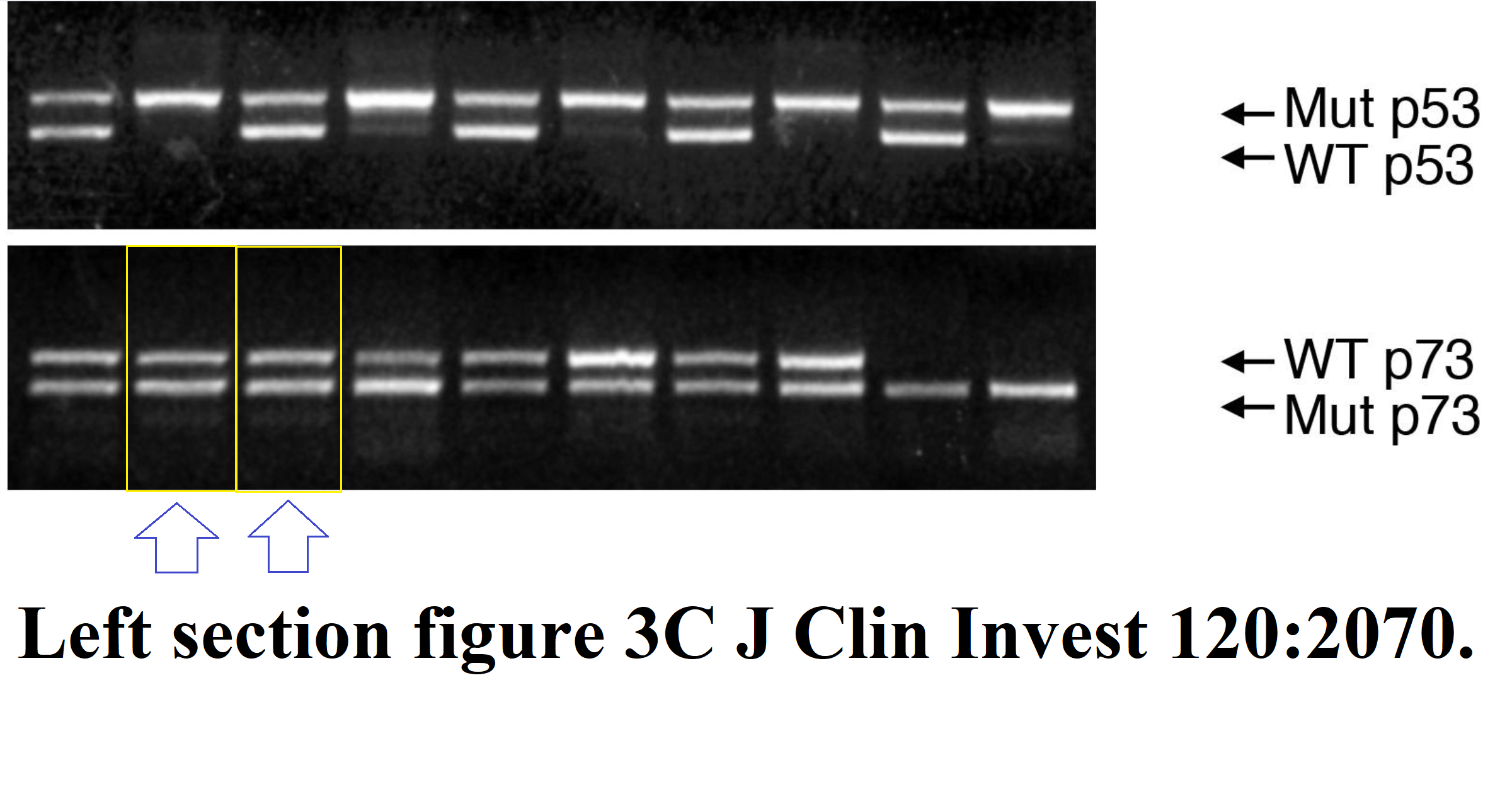 https://pubpeer.com/storage/imgur-D7jLW2s.png